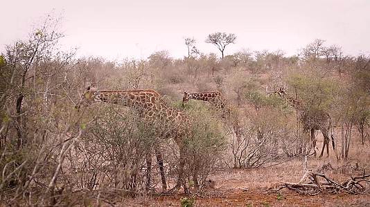 非洲南部国家公园长颈鹿视频的预览图