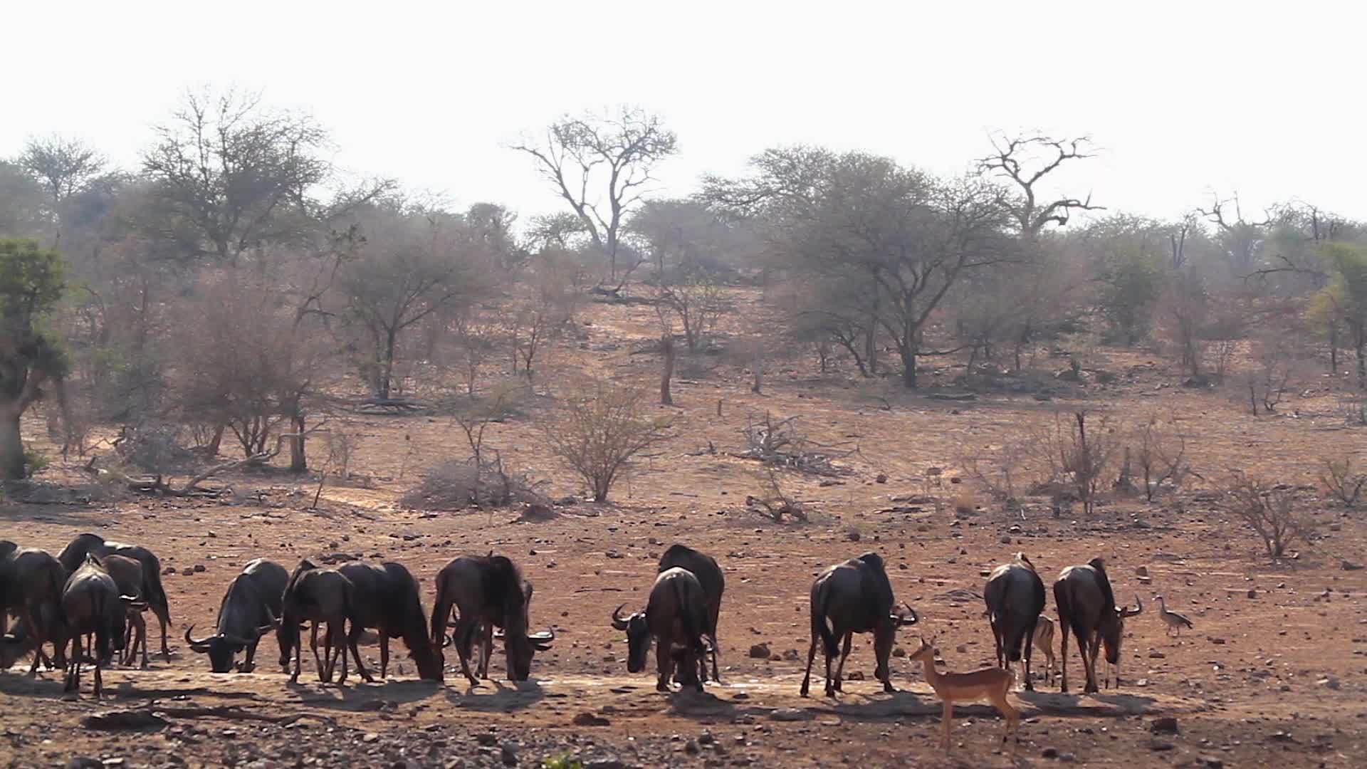 非洲南部Kruger蓝蓝野和黑豹在国家公园视频的预览图