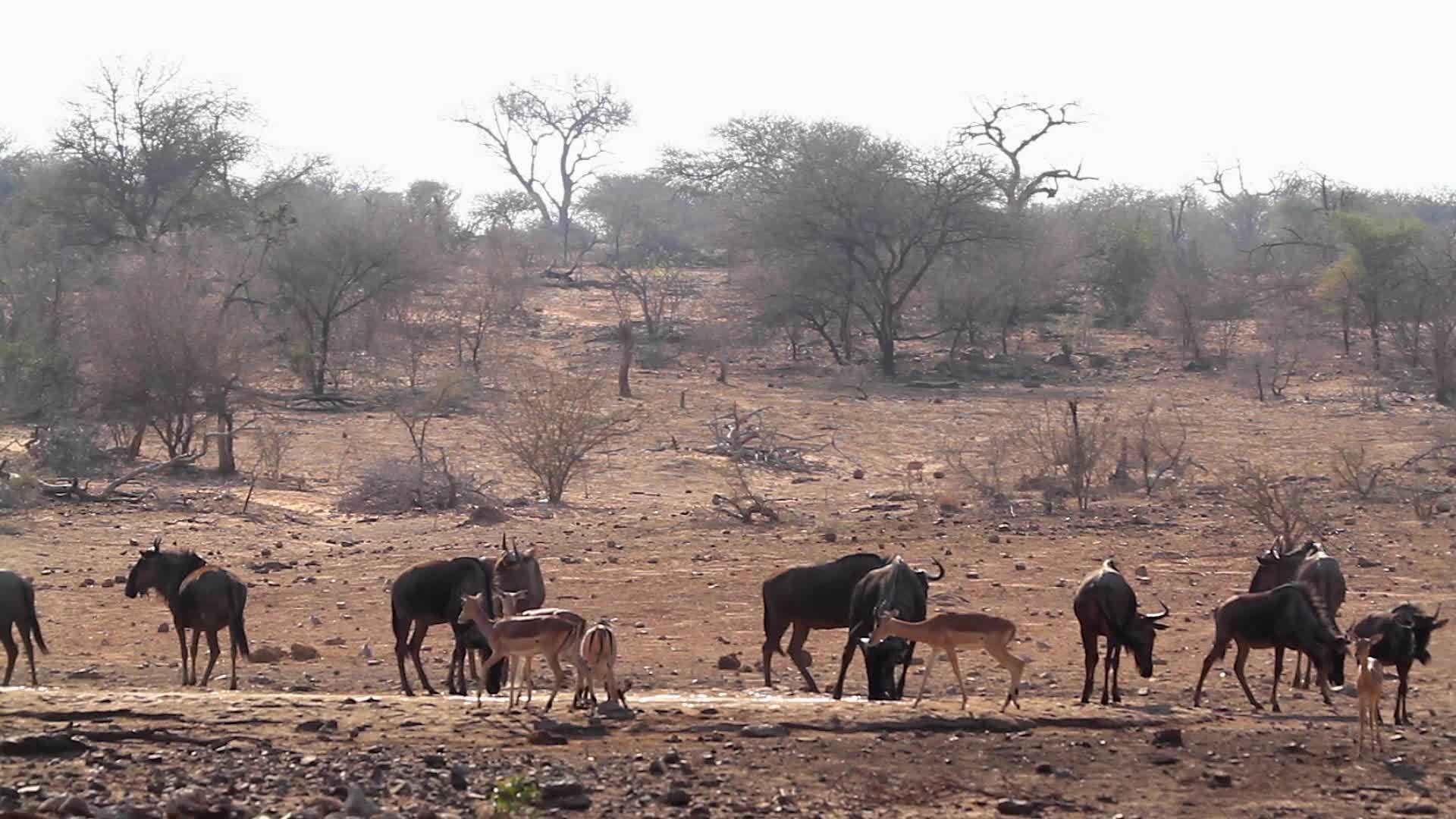 非洲南部Kruger蓝蓝野和黑豹在国家公园视频的预览图