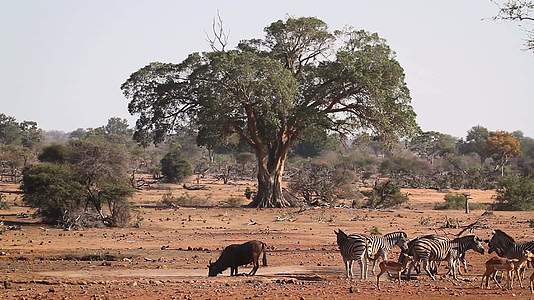 非洲南部Kruger平原斑马国家公园视频的预览图