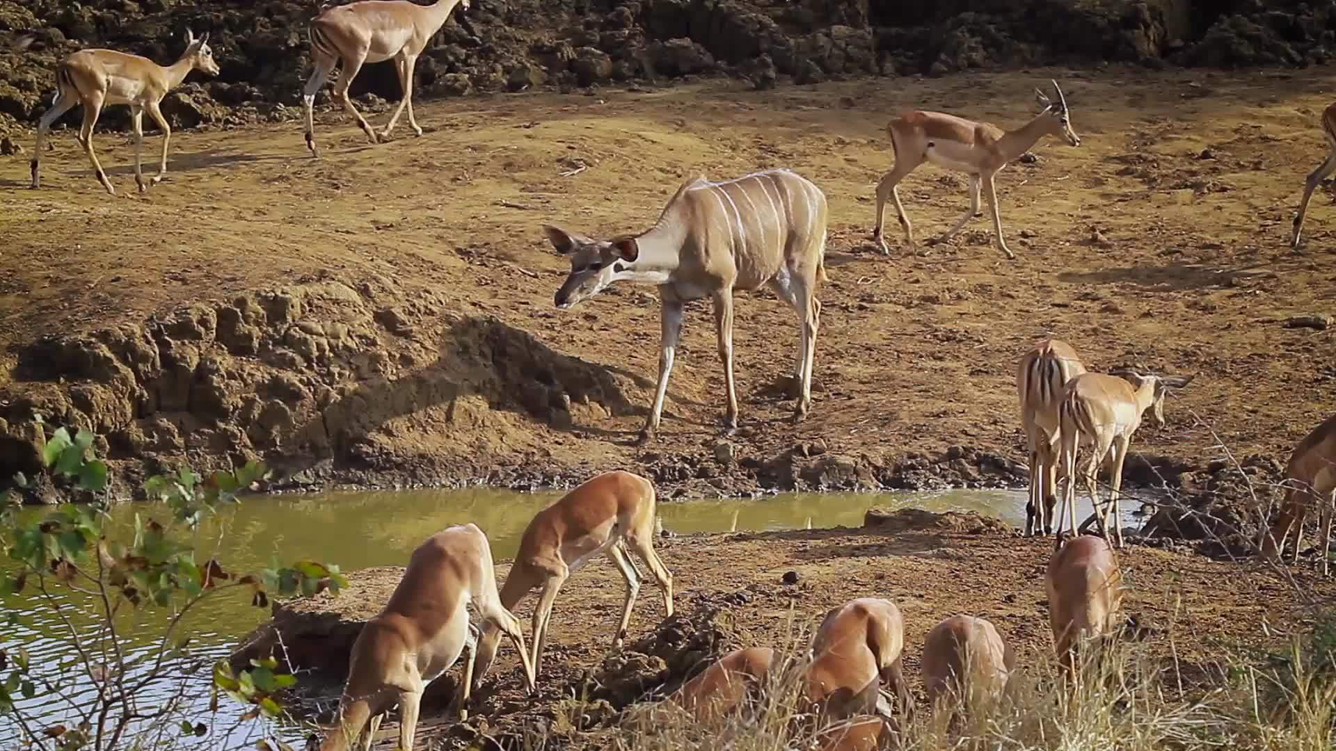 非洲南部Kruger国家公园的土木林和大库杜杜视频的预览图