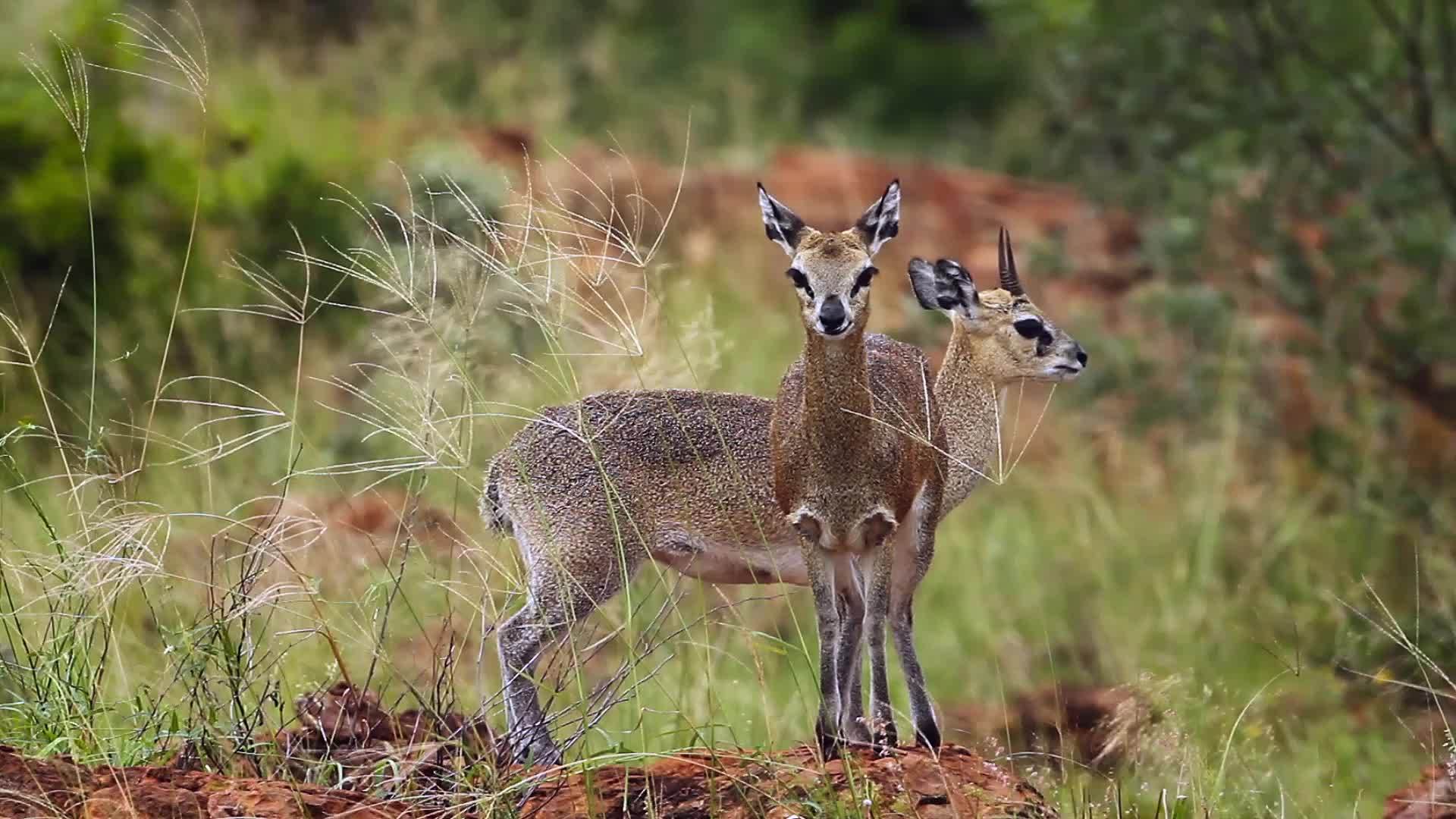南非洲Mapungubwe国家公园的Klipsprinanger视频的预览图