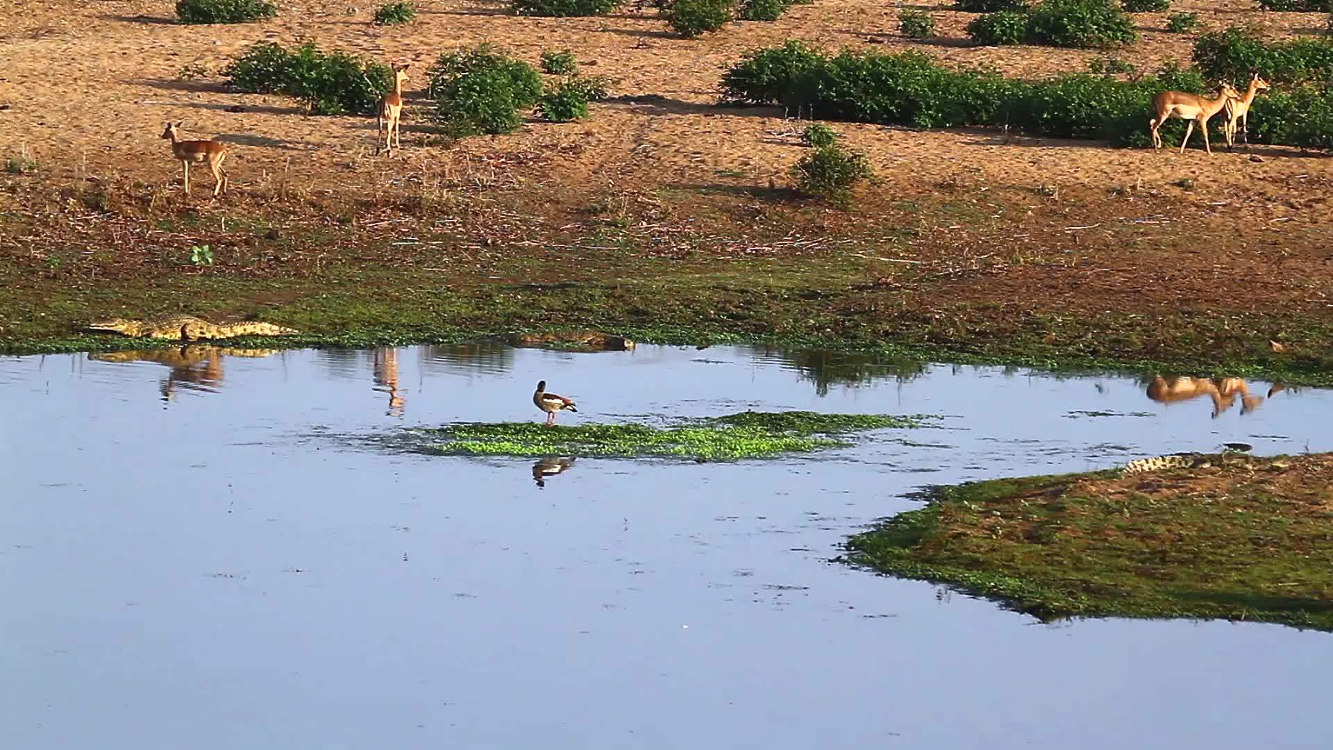 在Kruger国家公园河岸上没有鳄鱼木鹅和小鹅视频的预览图