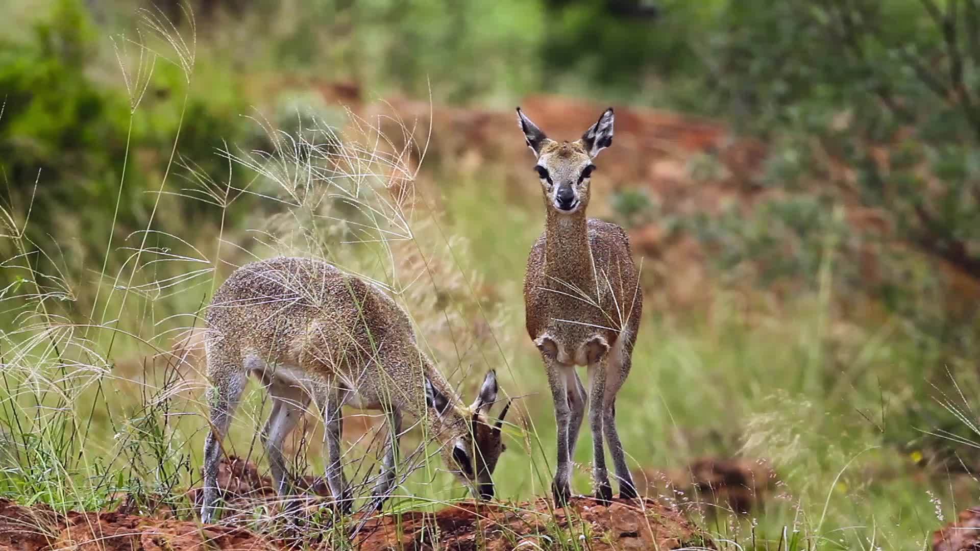 南非洲Mapungubwe国家公园的Klipsprinanger视频的预览图