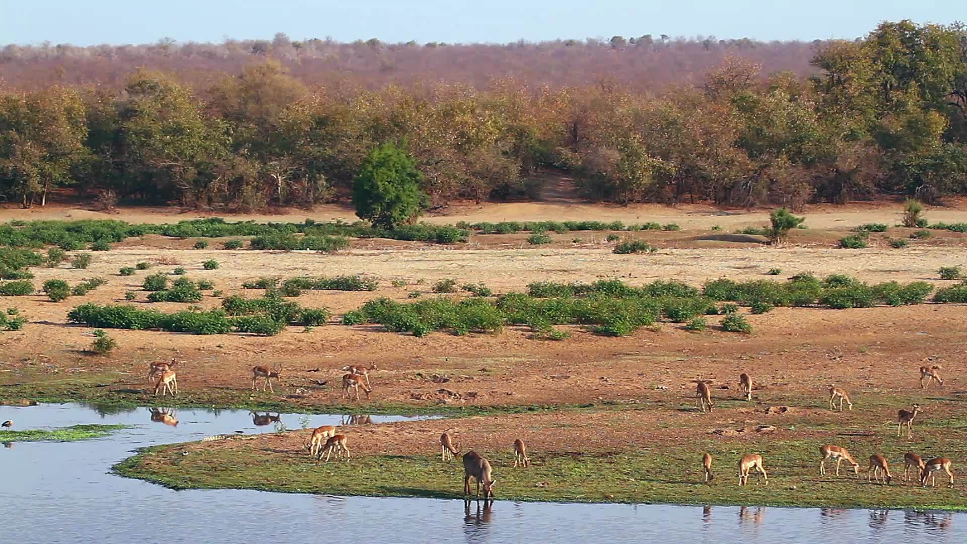 非洲南部Kruger国家公园的budala视频的预览图
