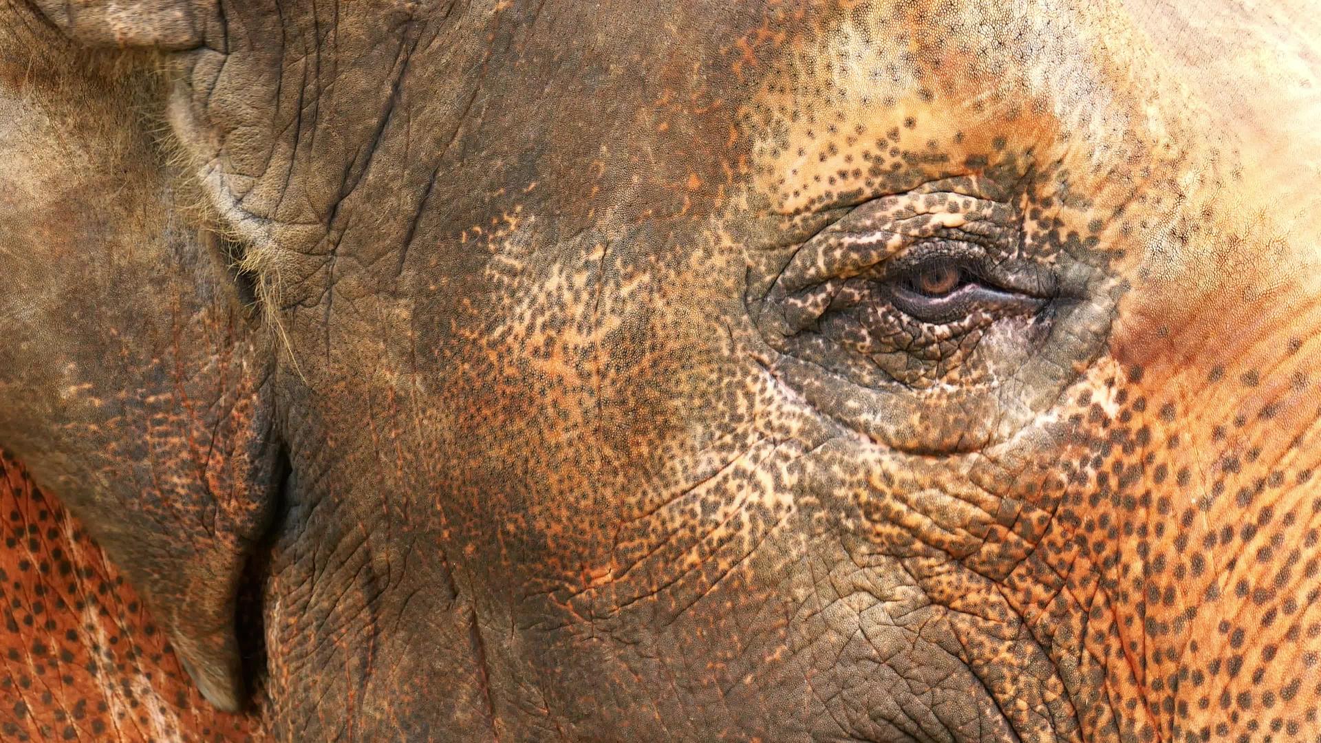 动物园里的大象眼睛视频的预览图