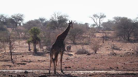 非洲南部国家公园长颈鹿视频的预览图