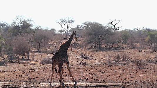 非洲南部Kruger国家公园长颈鹿视频的预览图