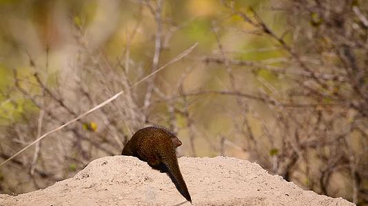非洲南部Kruger国家公园侏儒mongoose视频的预览图