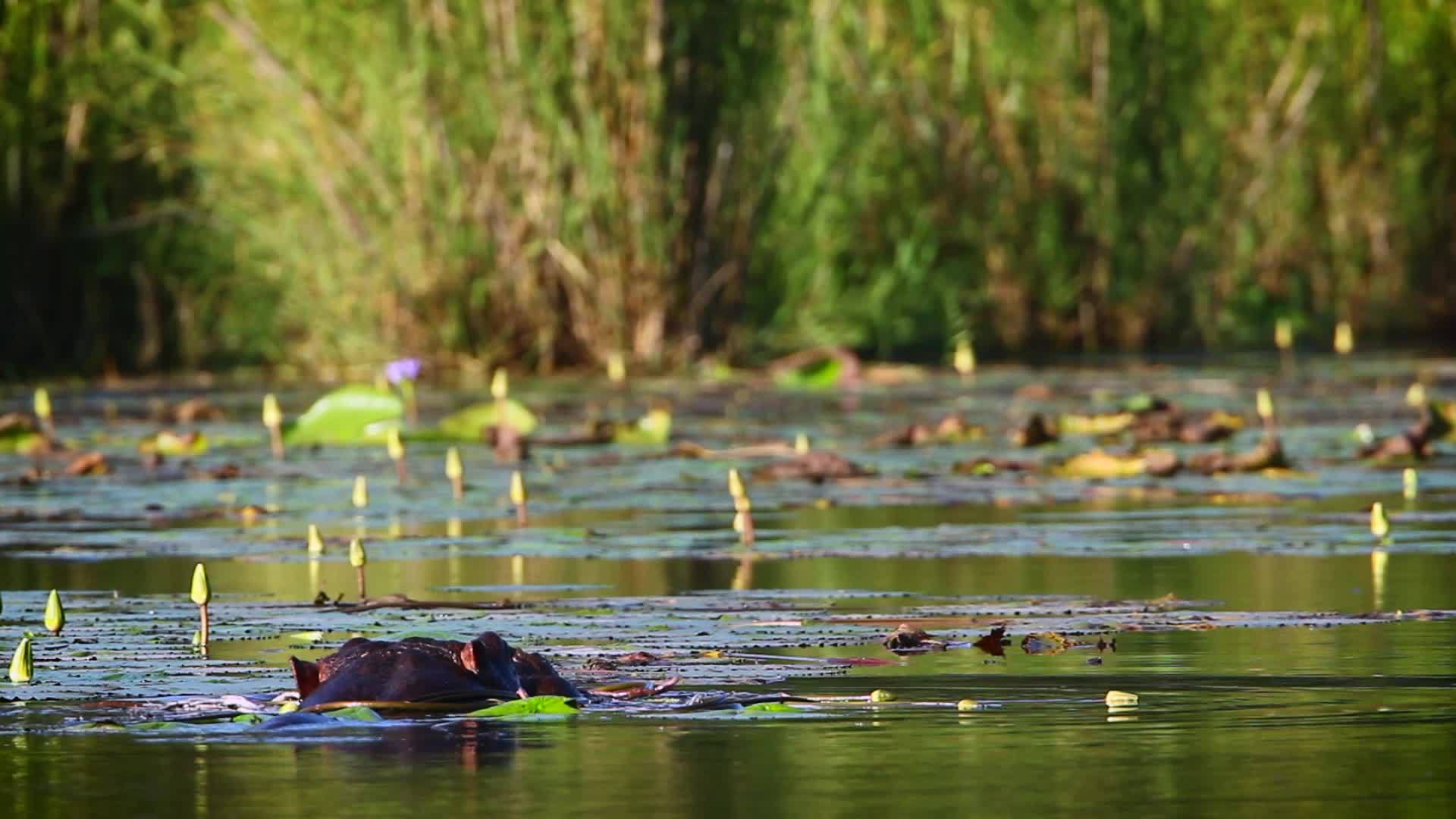 非洲南部Kruger河马国家公园视频的预览图