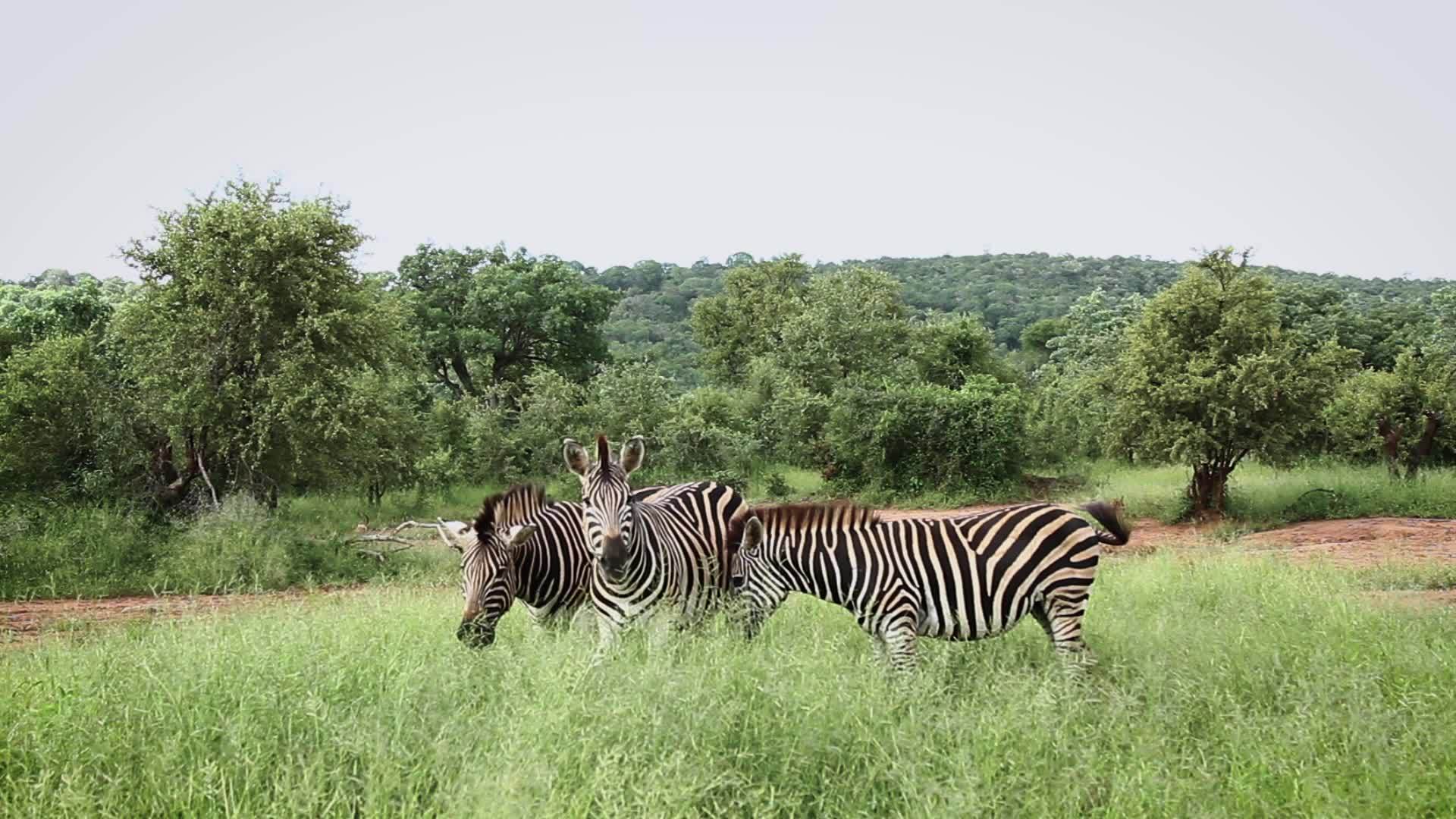 非洲南部Kruger普通斑马国家公园视频的预览图
