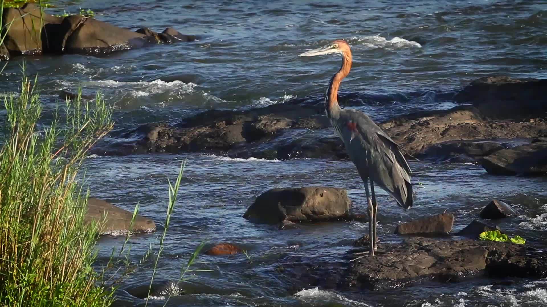 位于非洲南部Kruger国家公园的Goliathheron视频的预览图