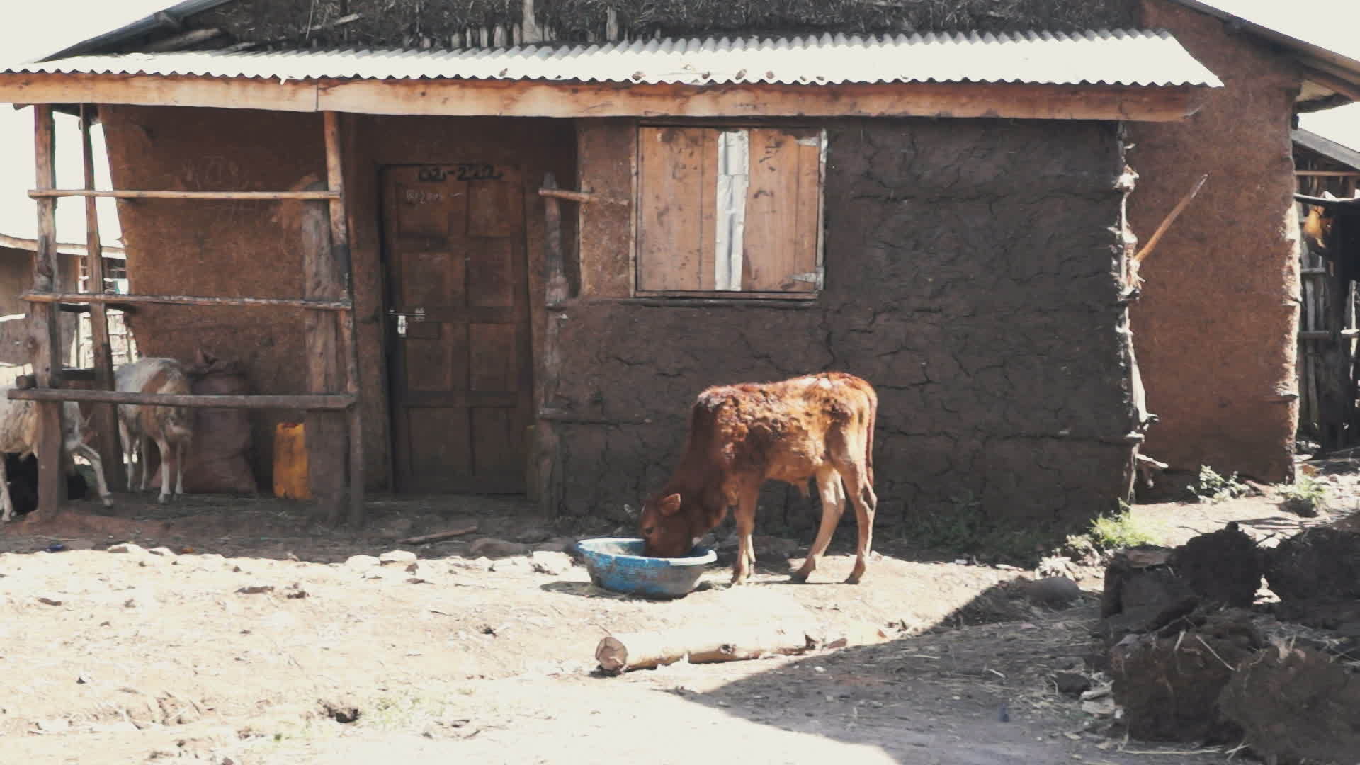 一个村子里的奶牛视频的预览图