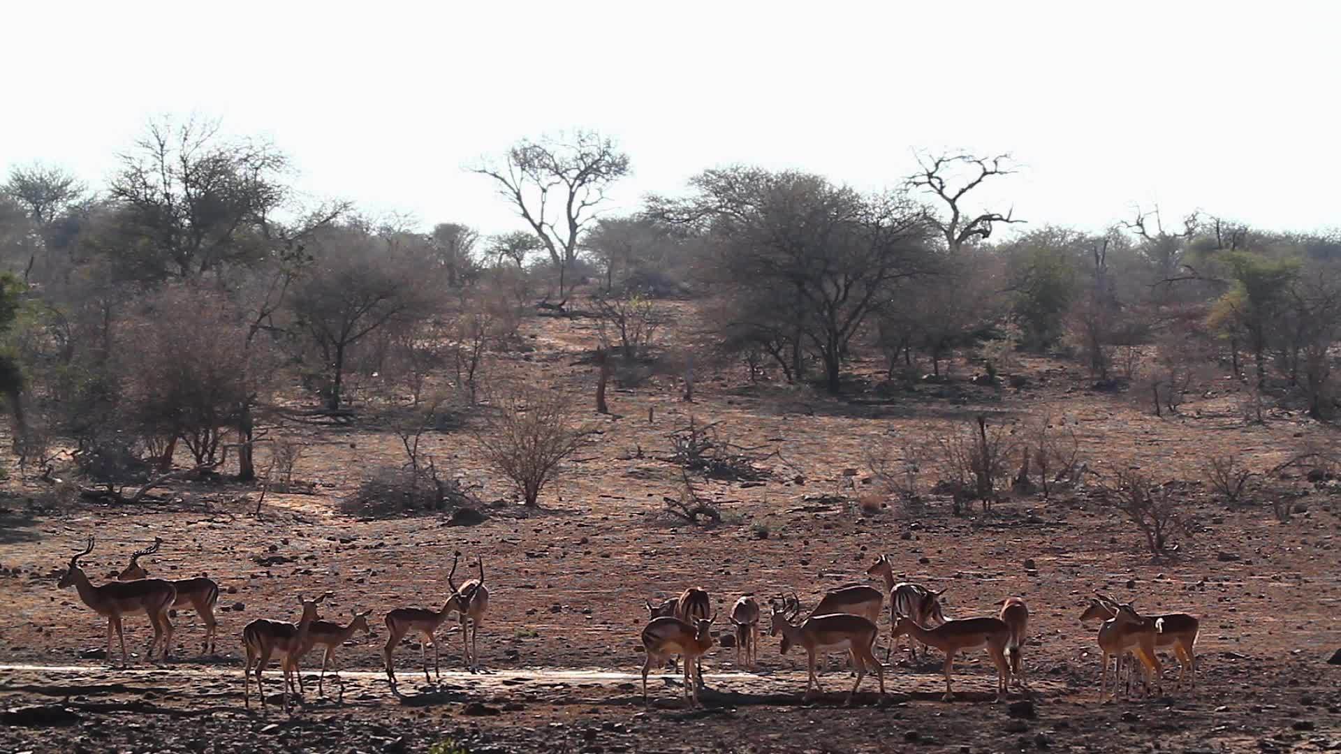 非洲南部Kruger国家公园的通用黑头鲸视频的预览图