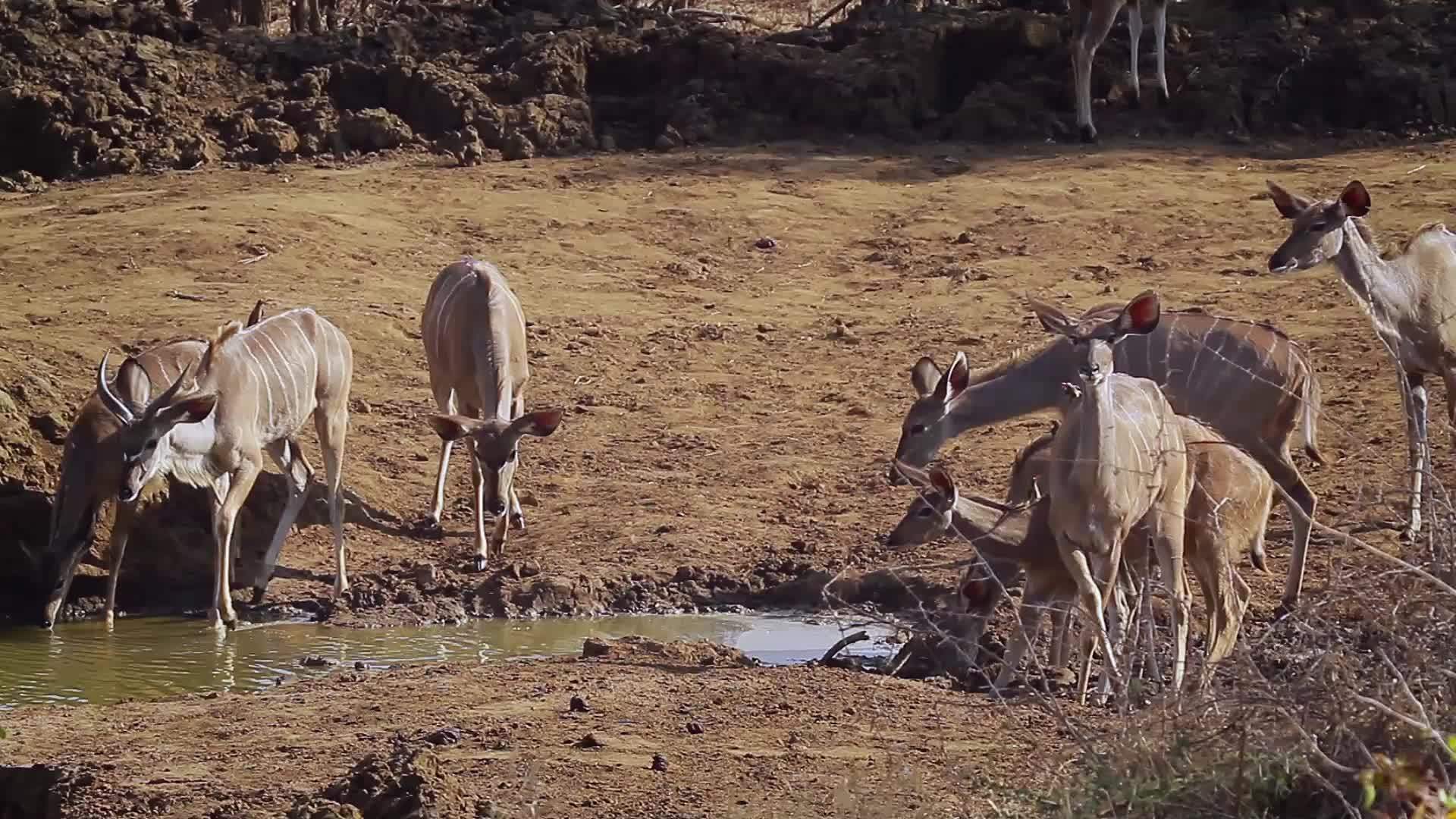 非洲南部Kruger国家公园的大库杜视频的预览图