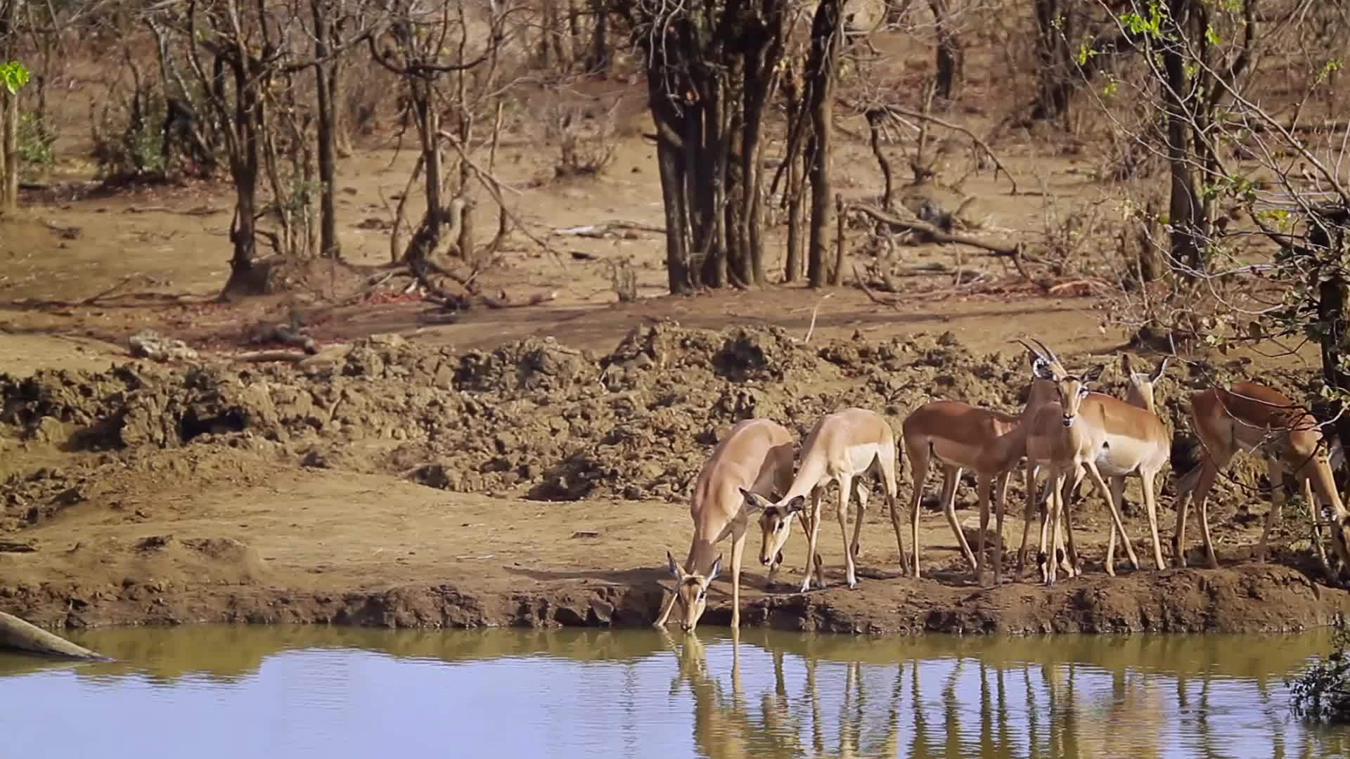 非洲南部Kruger国家公园的budala视频的预览图