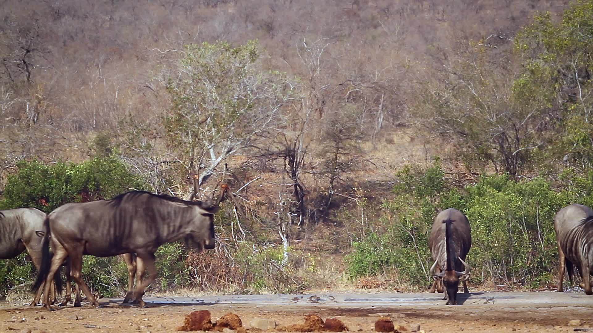 非洲南部Kruger国家公园蓝绿野生动物视频的预览图