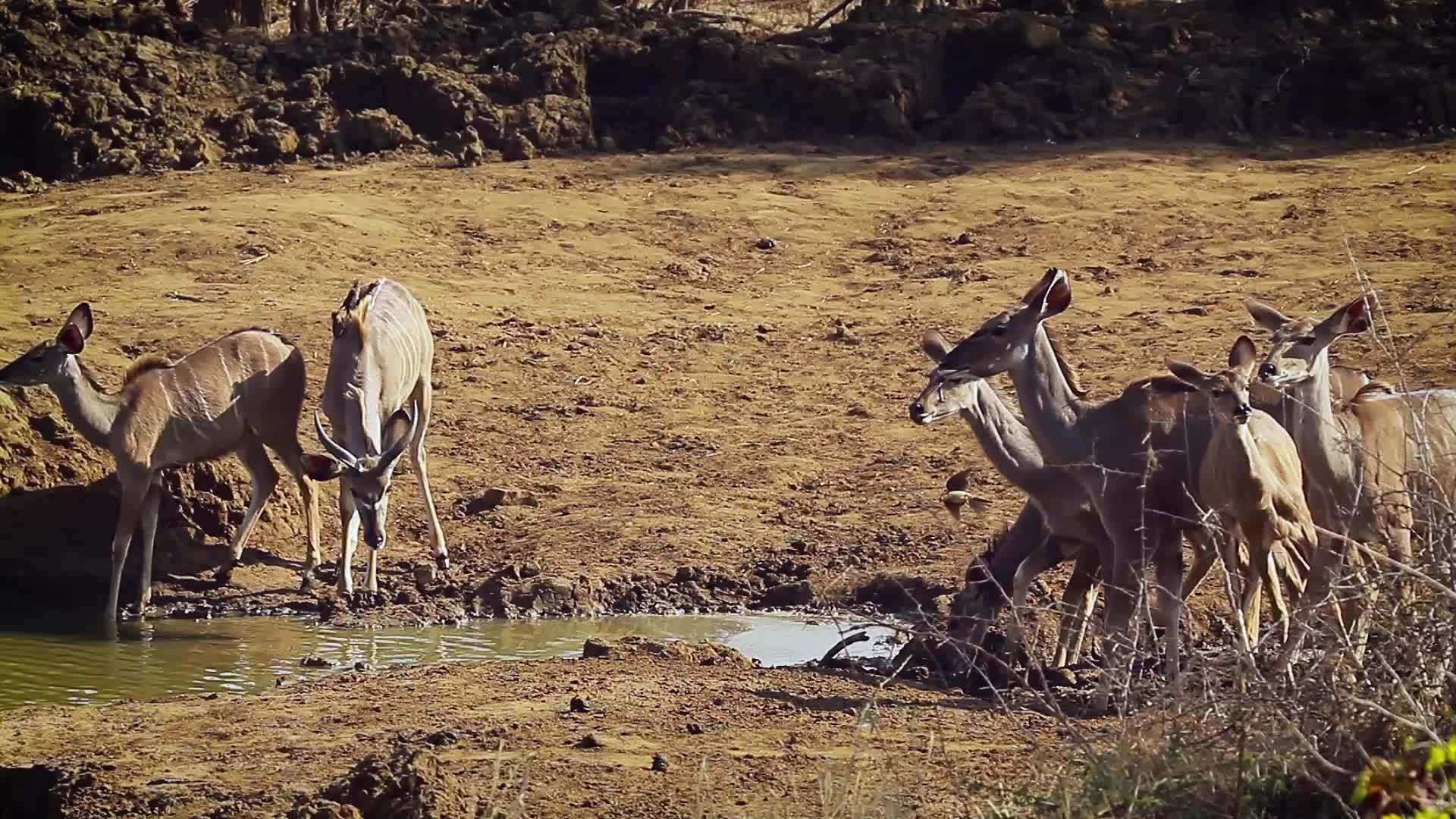 非洲南部Kruger国家公园的大库杜视频的预览图