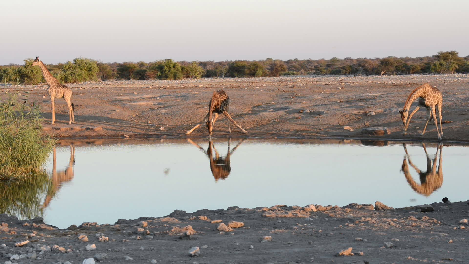 一群长颈鹿以一种有趣的方式在水坑里喝水视频的预览图