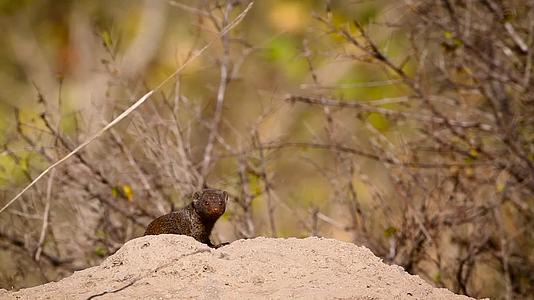 非洲南部Kruger国家公园侏儒mongoose视频的预览图