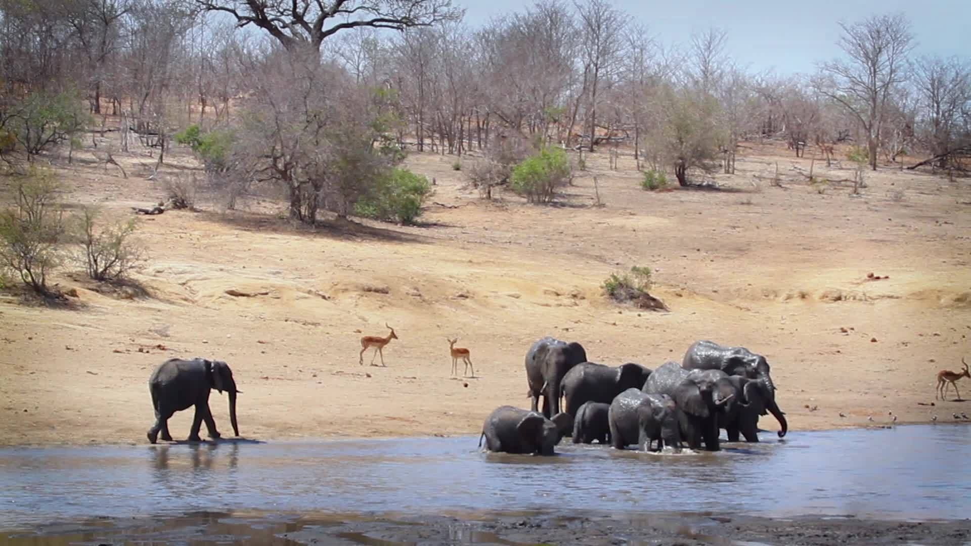 非洲南部Kruger国家公园非洲灌木大象视频的预览图