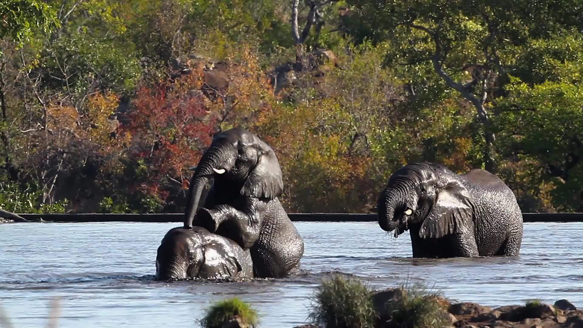 非洲南部Kruger国家公园非洲灌木大象视频的预览图