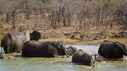非洲南部Kruger国家公园非洲灌木大象视频的预览图