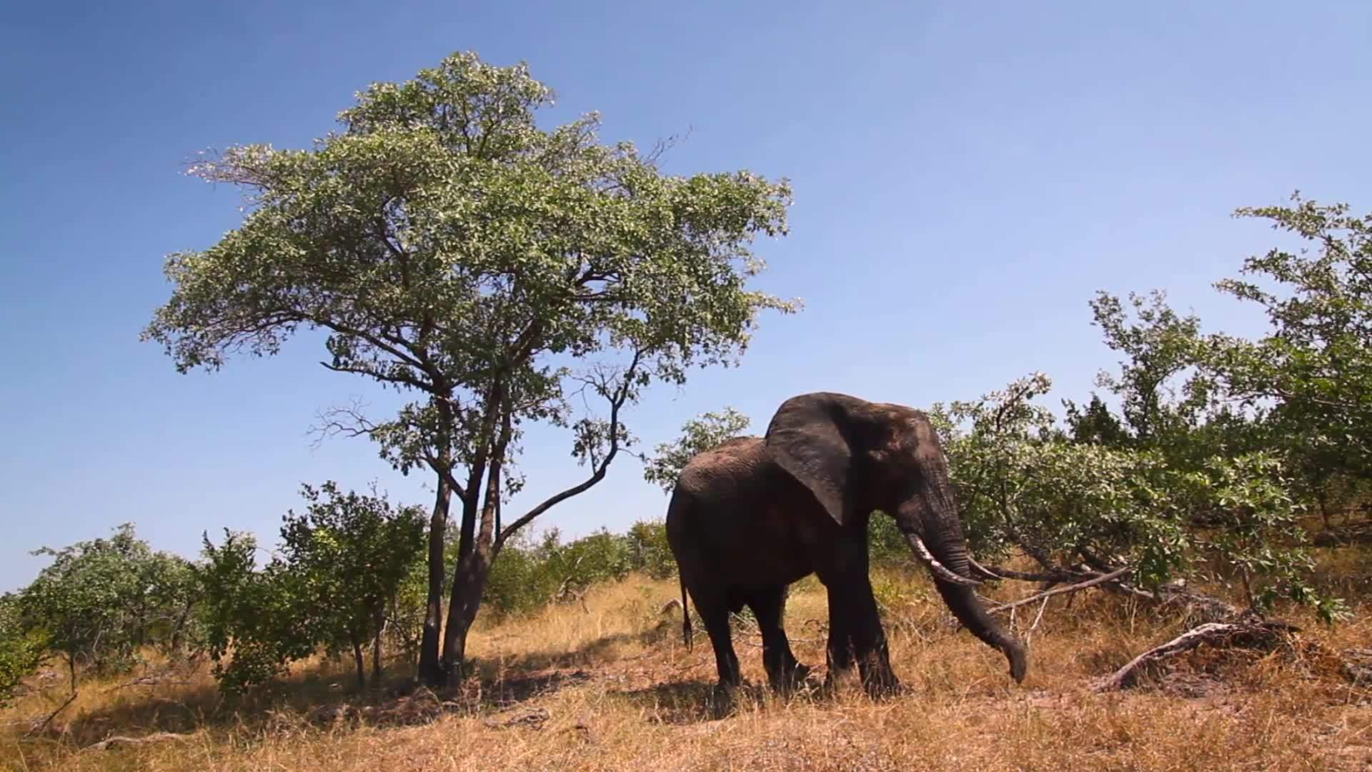 非洲南部Kruger国家公园非洲灌木大象视频的预览图