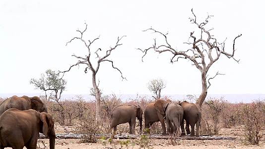 非洲南部Kruger国家公园非洲灌木大象视频的预览图