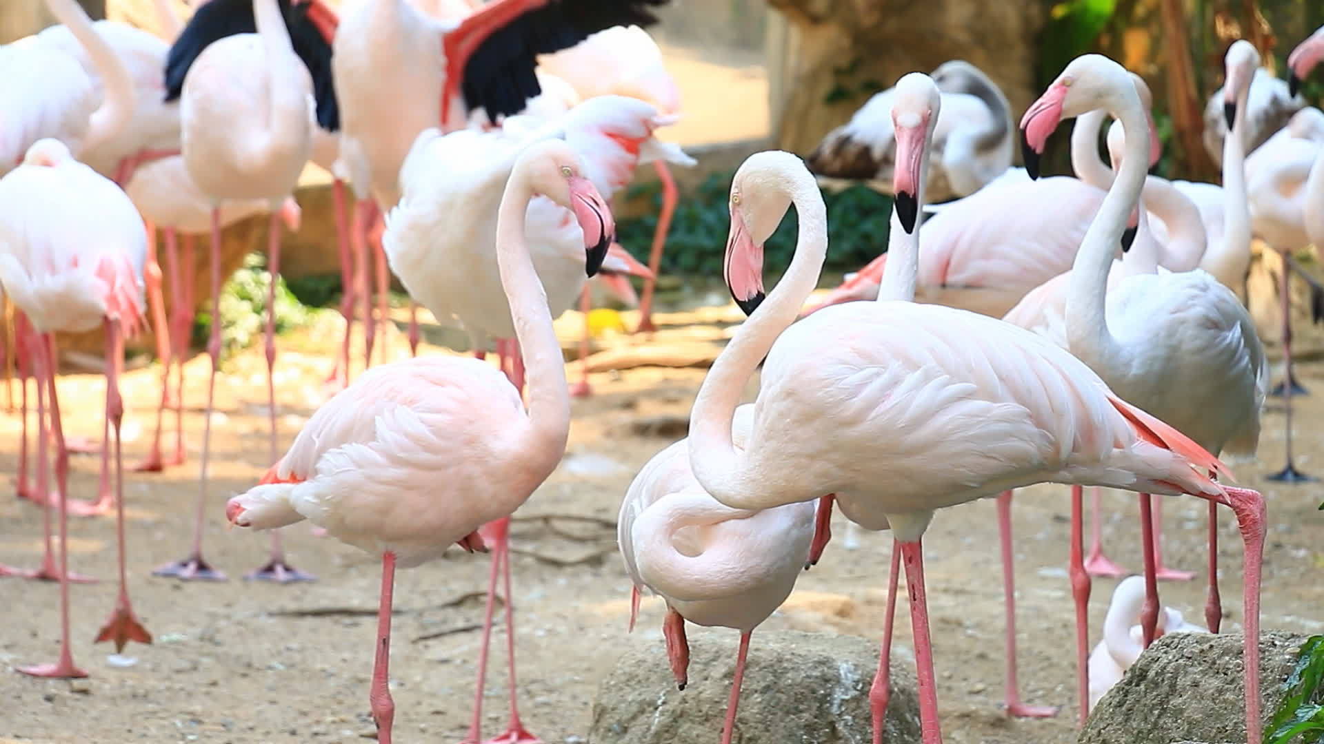 动物园中的Flamingos草群视频的预览图