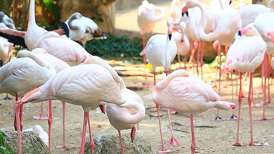 动物园中的Flamingos草群视频的预览图