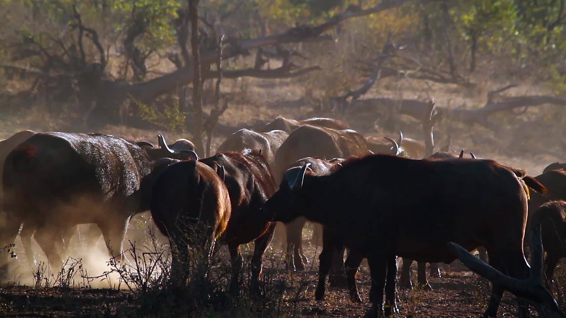 非洲南部Kruger非洲水牛国家公园视频的预览图