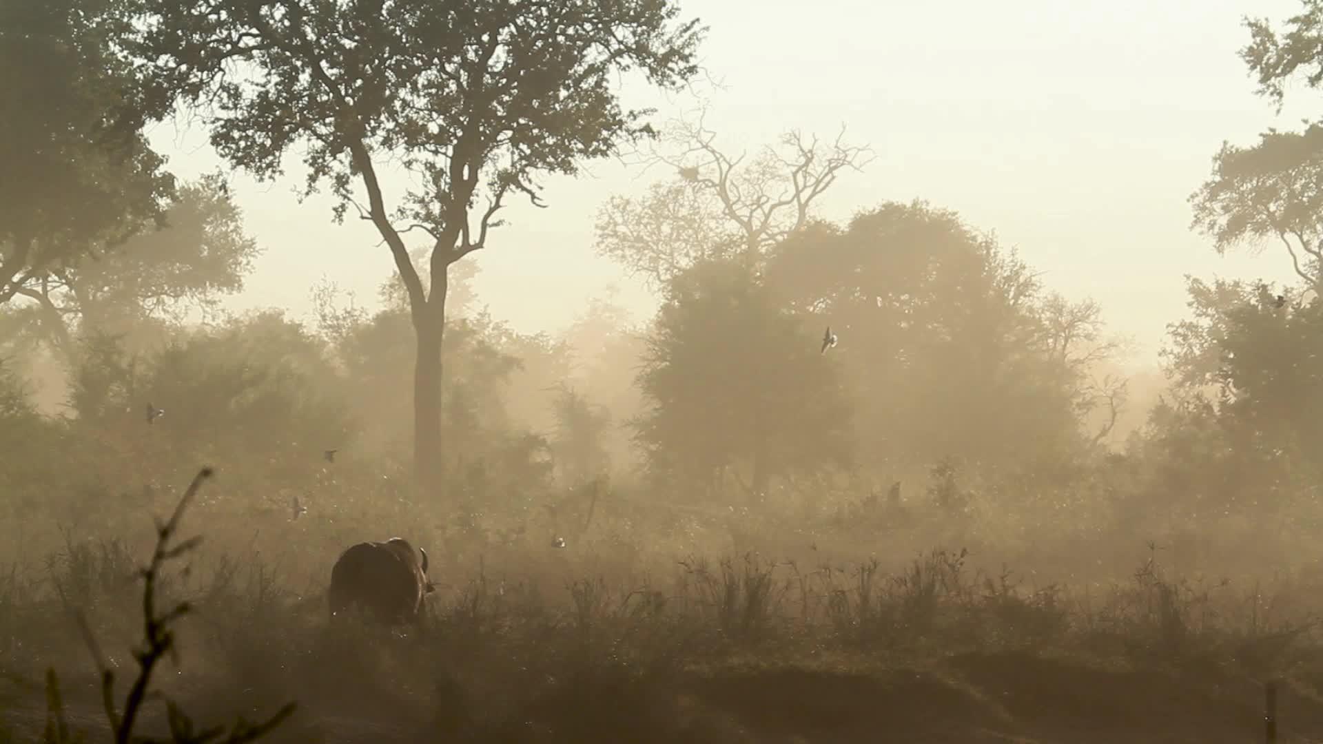 非洲南部Kruger非洲水牛国家公园视频的预览图