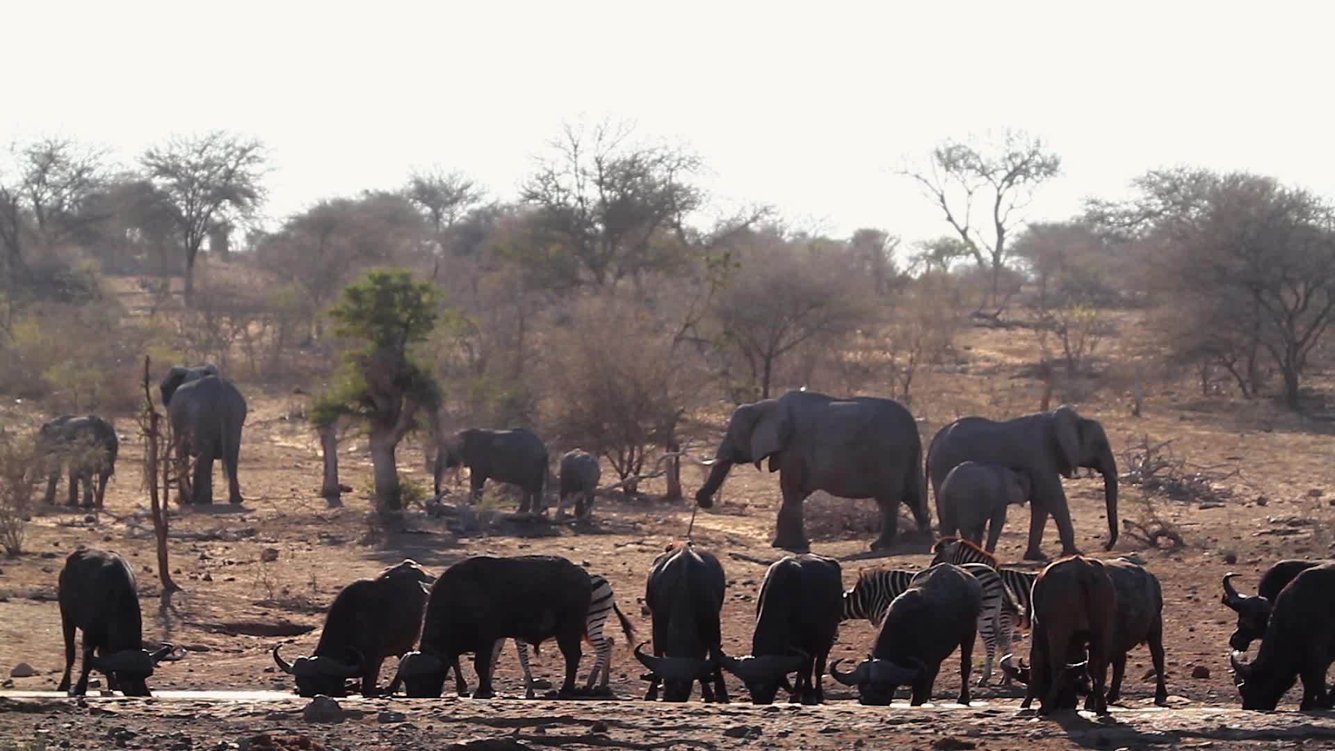 非洲水牛非洲大象和斑马视频的预览图