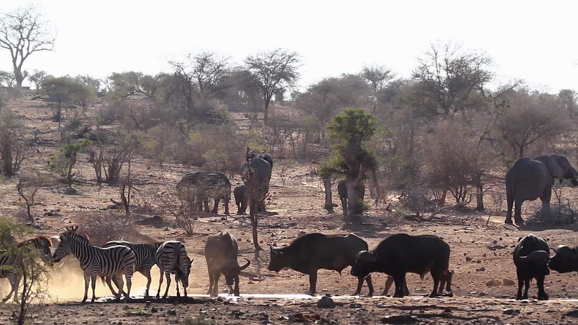 非洲水牛非洲大象和斑马视频的预览图
