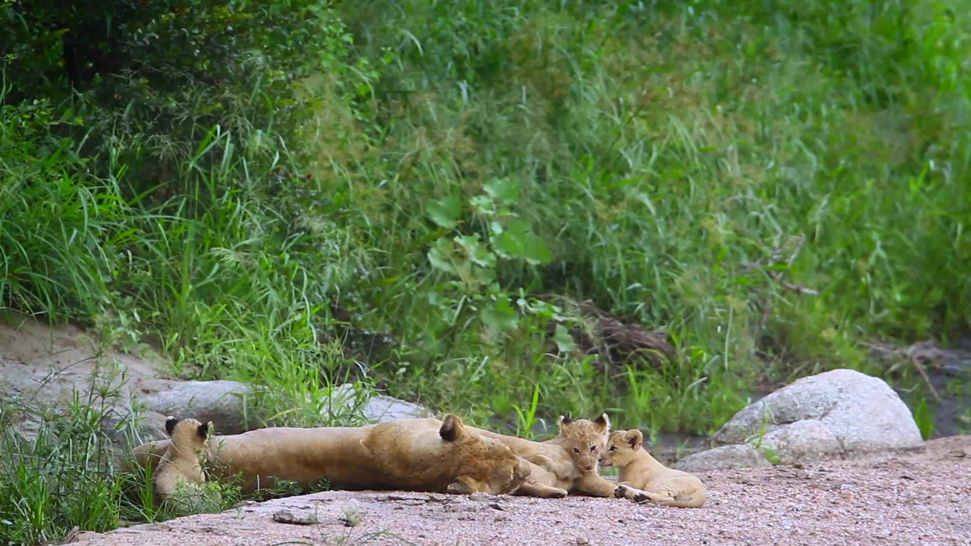 非洲南部Kruger非洲狮子在国家公园视频的预览图