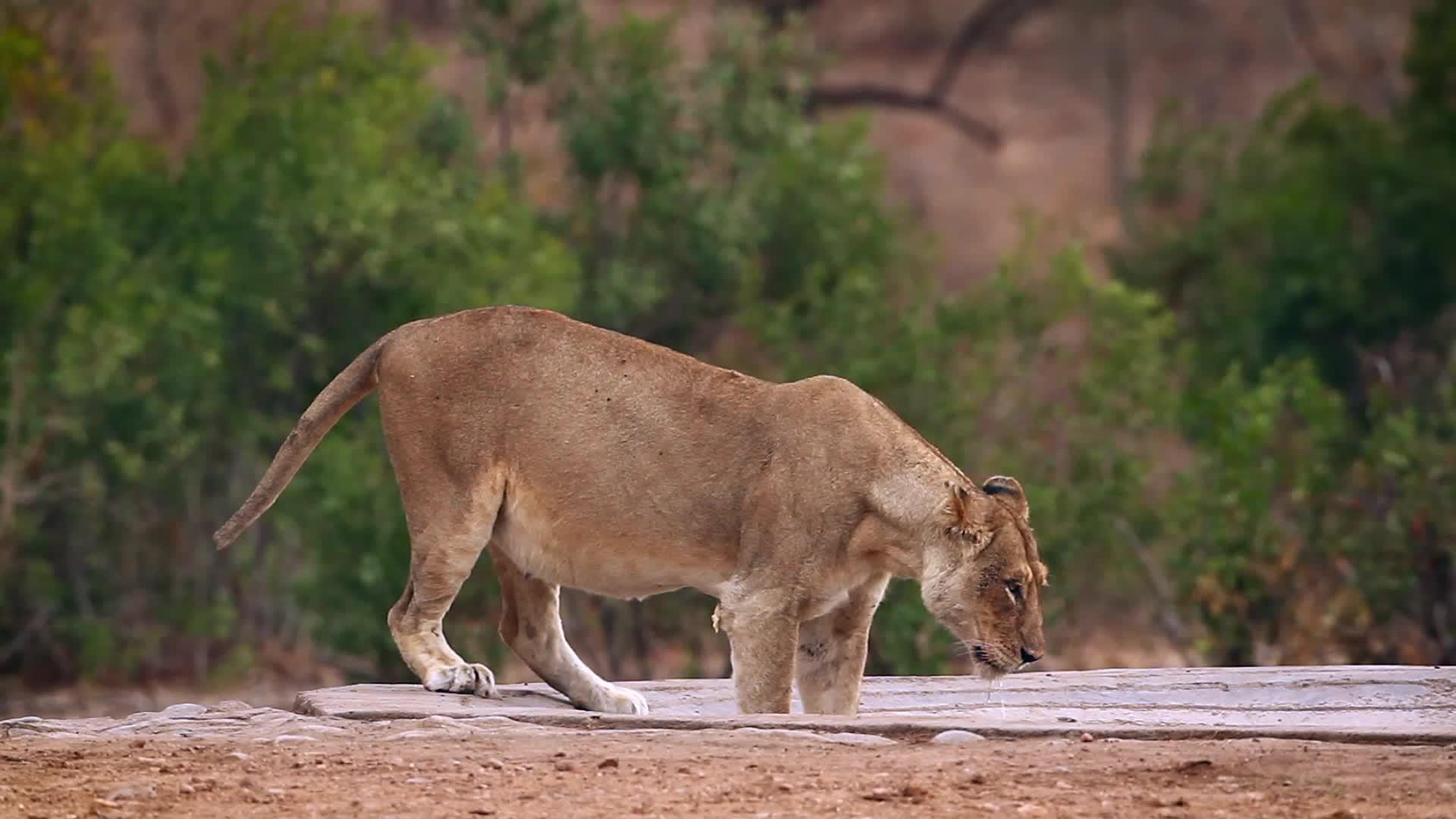 非洲南部Kruger非洲狮子在国家公园视频的预览图