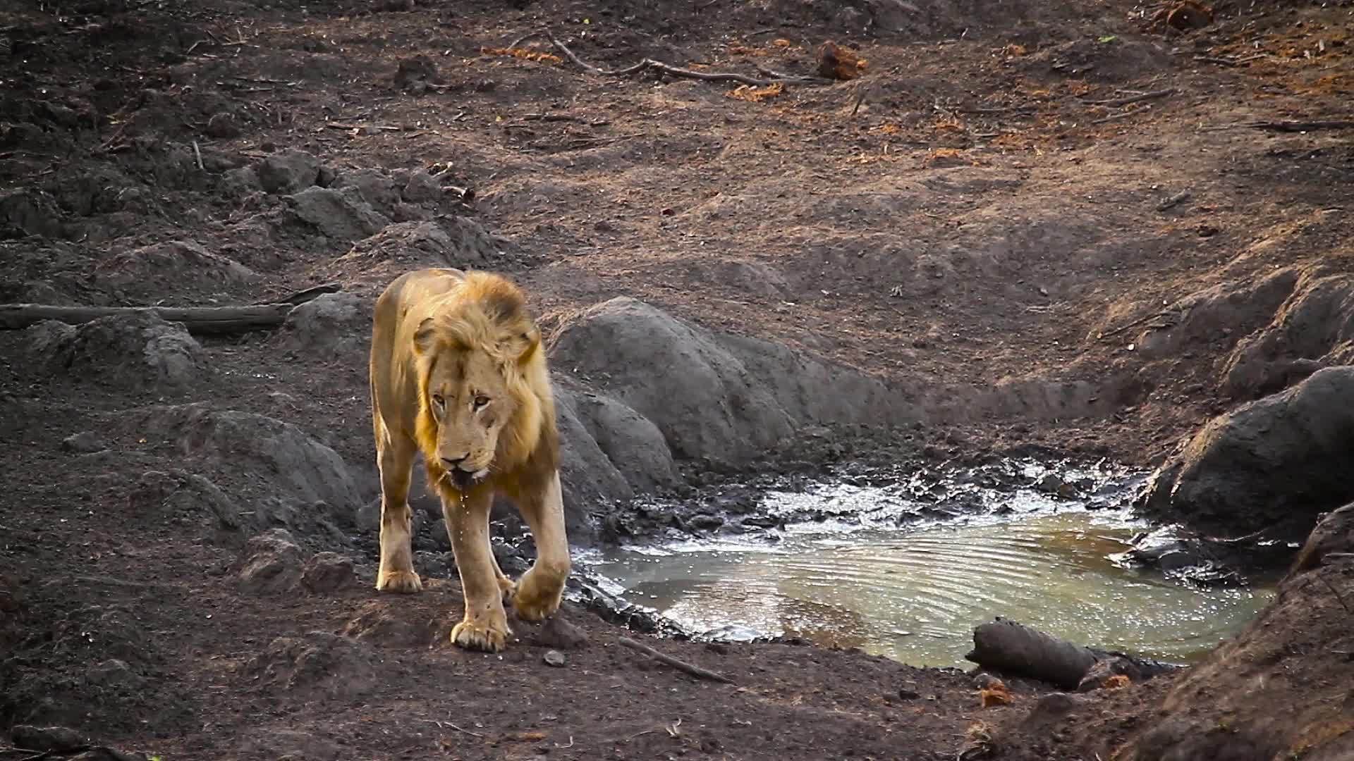 非洲南部Kruger非洲狮子在国家公园视频的预览图