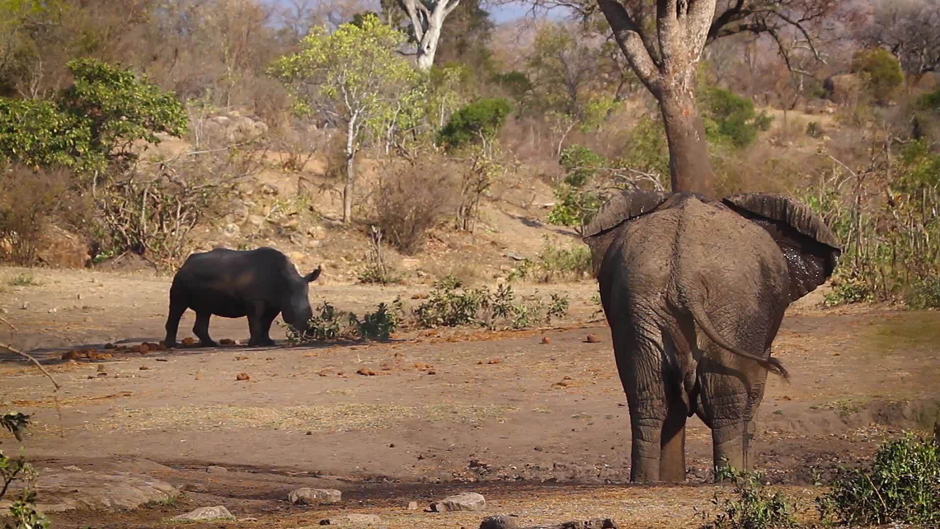 南非克鲁格国家公园南部的白犀牛和非洲丛林象视频的预览图