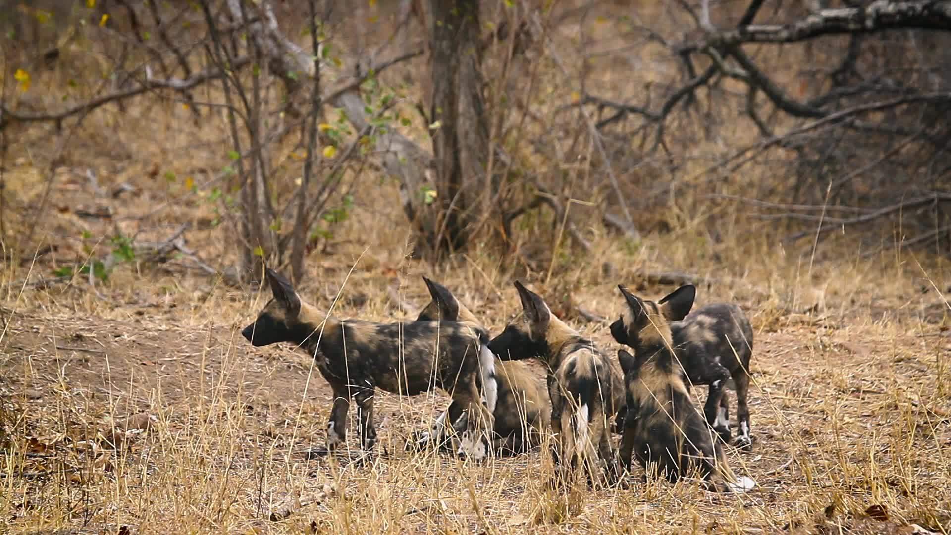 非洲南部Kruger非洲野狗在国家公园视频的预览图