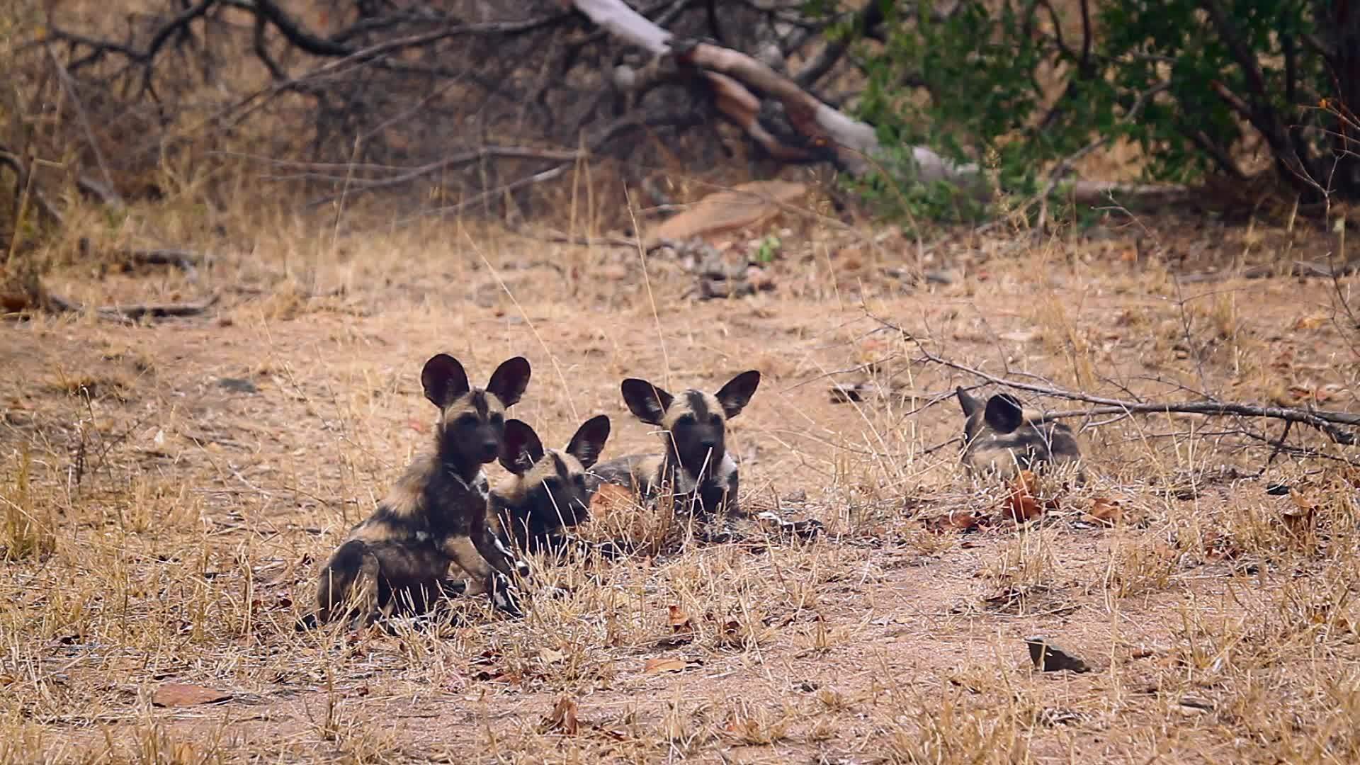 非洲南部Kruger非洲野狗在国家公园视频的预览图