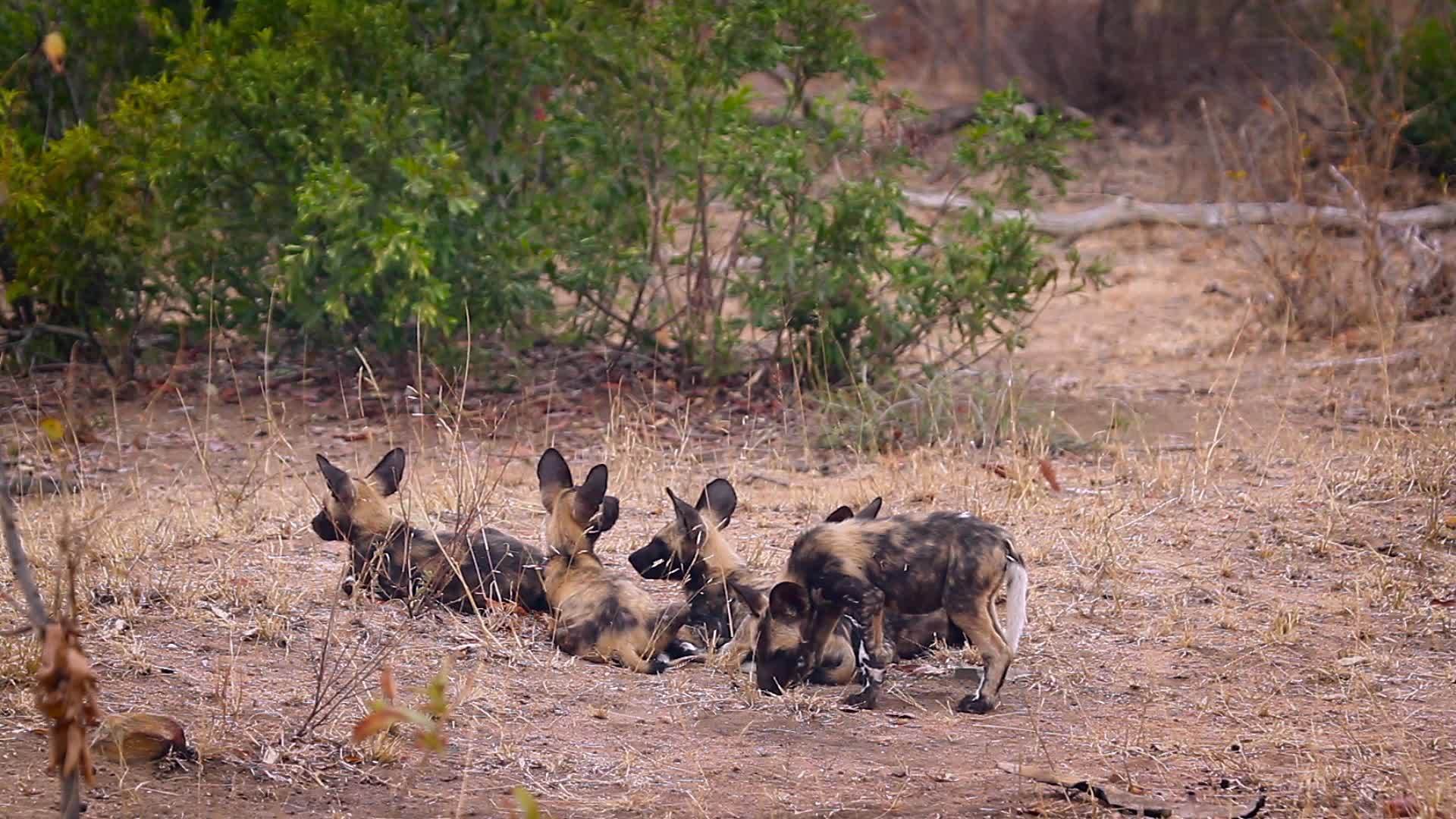 非洲南部Kruger非洲野狗在国家公园视频的预览图
