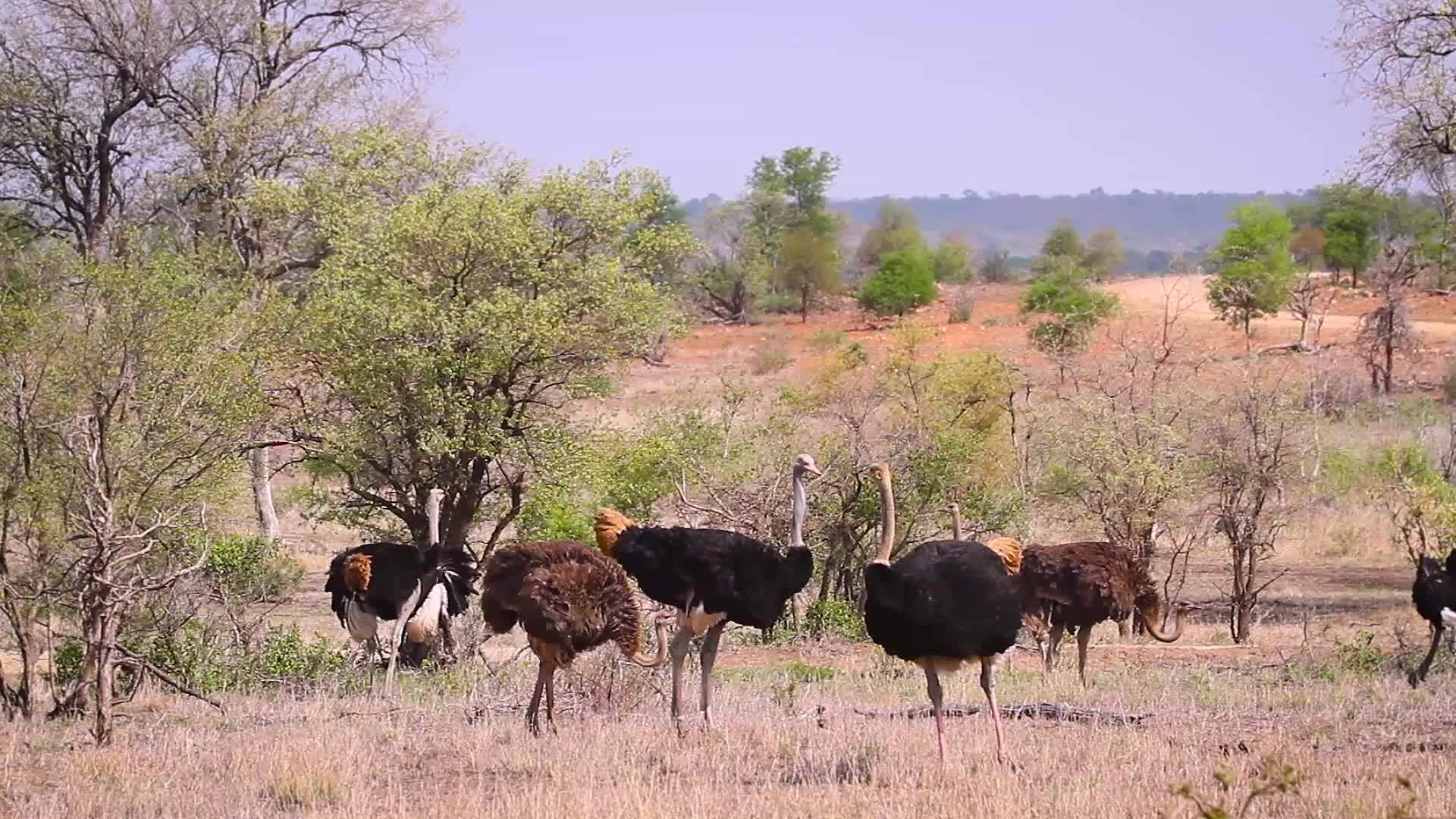 非洲南部Kruger非洲食人动物国家公园视频的预览图
