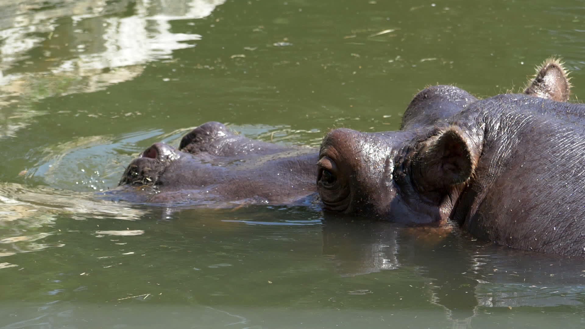 一条棕色的大河马在池塘里快乐地游泳夏天慢慢地移动视频的预览图