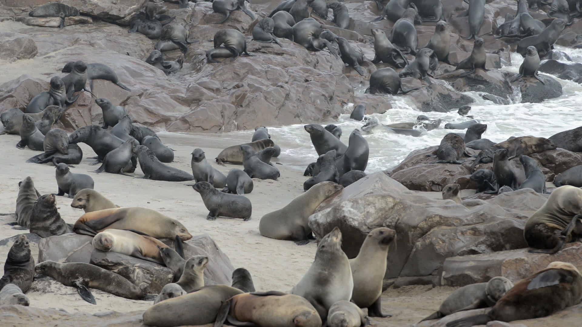 世界上最大的海豹之一视频的预览图