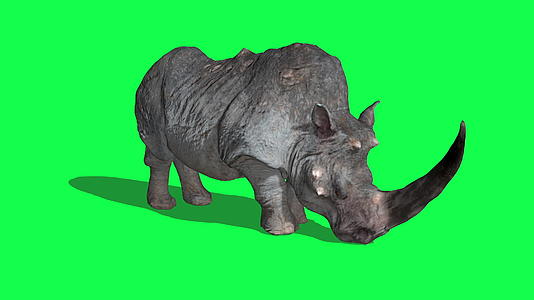 犀牛闲置攻击绿屏33D形成动画动物视频的预览图