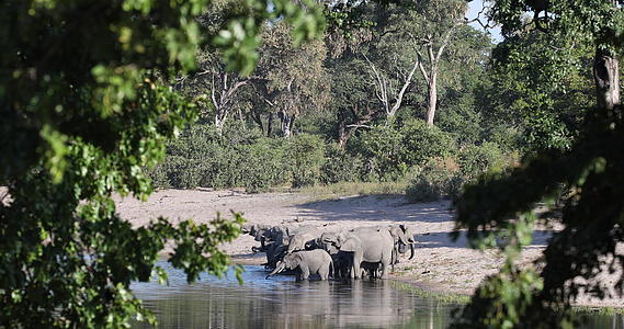 非洲大象视频的预览图