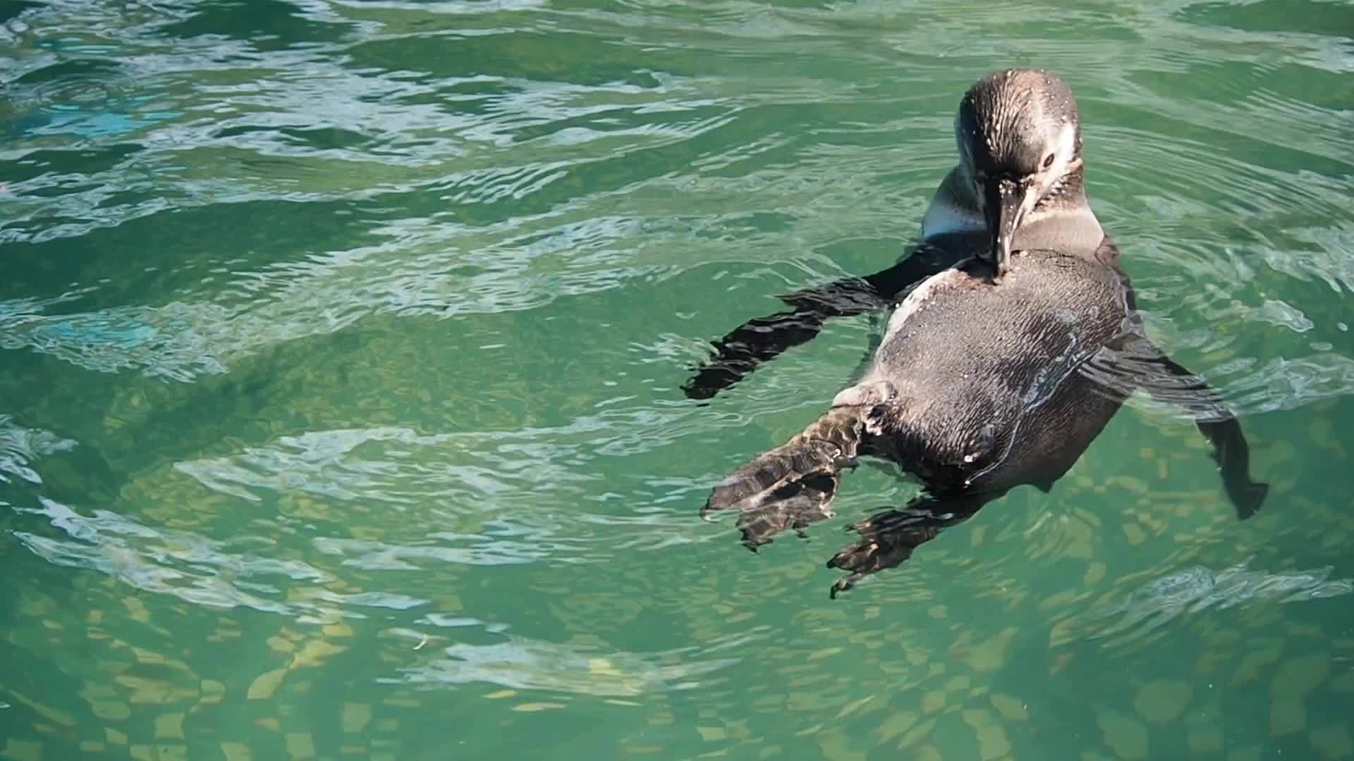 非洲企鹅在水中视频的预览图