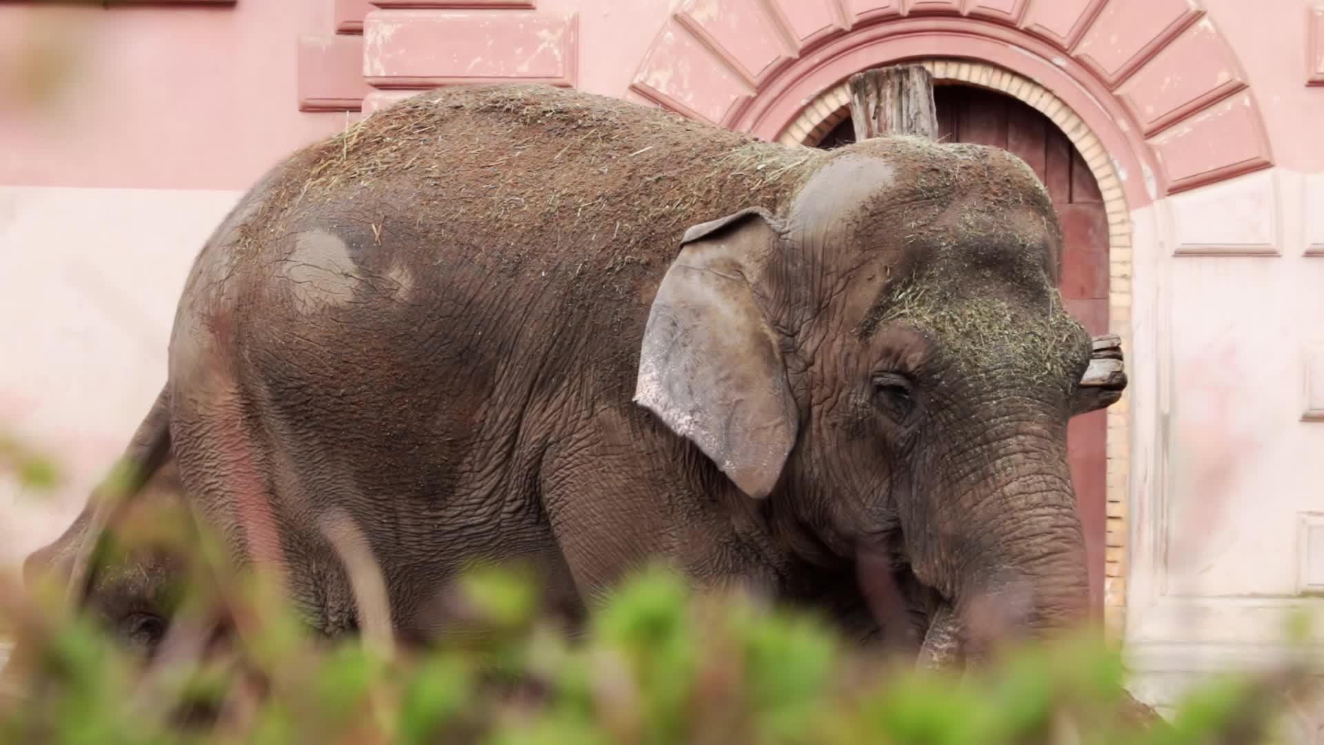 一头成年大象在公园里摇动耳朵视频的预览图