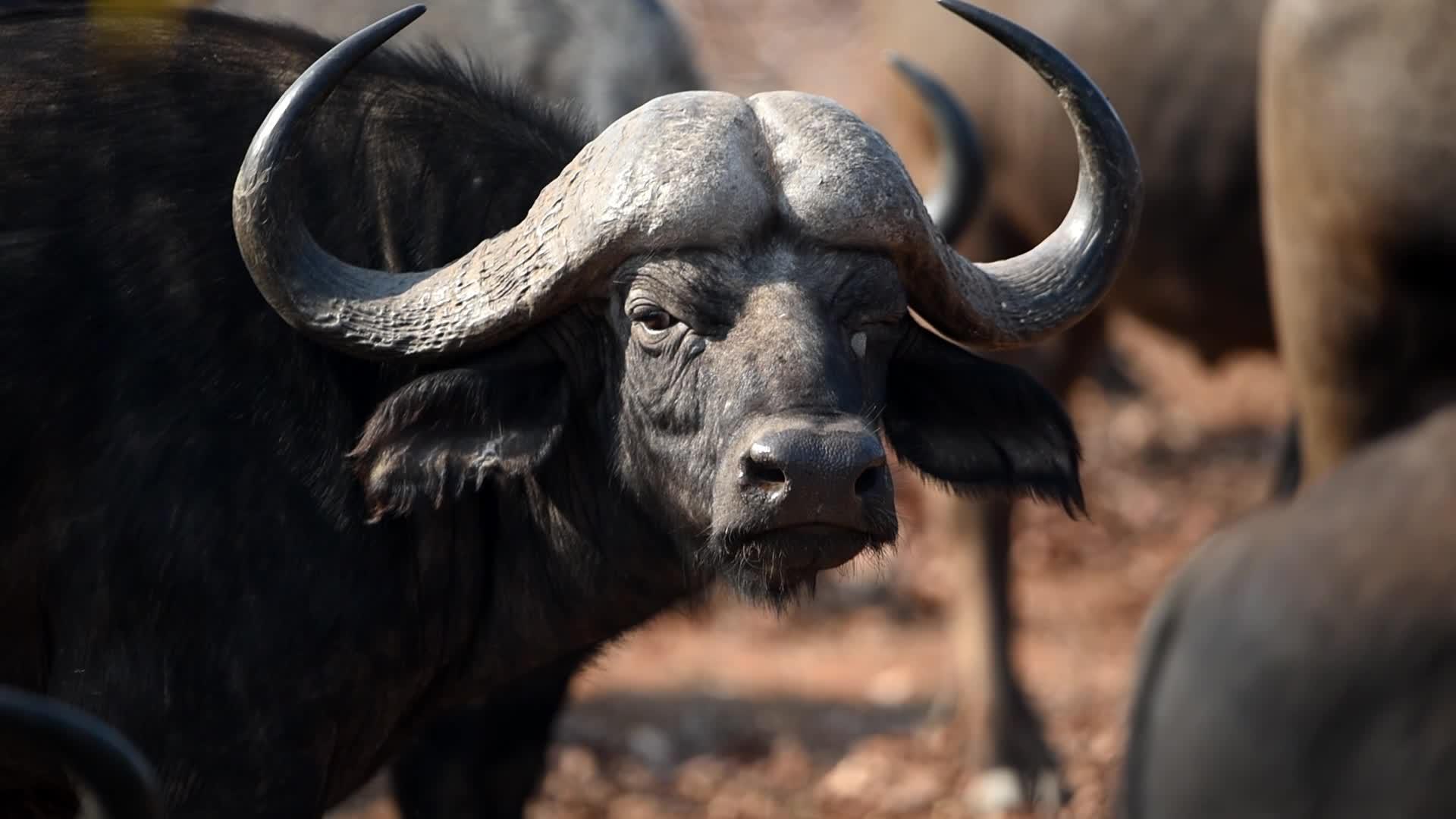 非洲水牛在野外视频的预览图